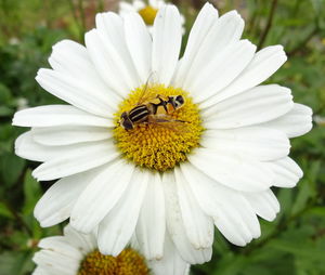 Close-up of insect pollinating on white flower