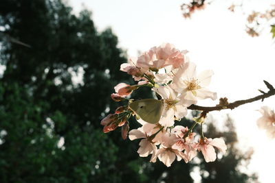 Close-up of cherry blossom tree