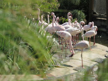 View of swans in calm water