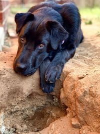 Close-up of dog looking away