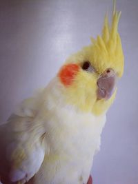 Close-up of bird against white background