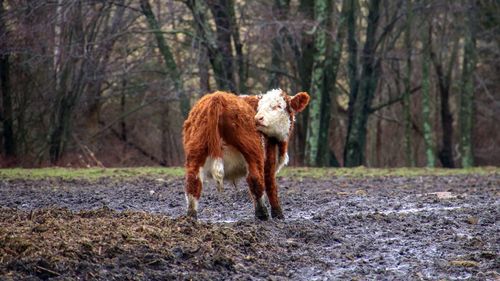 Cow standing in a field