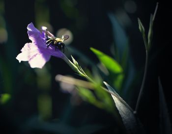 Close-up of bee on purple flower