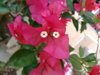 Close-up of pink flowers