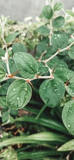 Close-up of raindrops on leaves