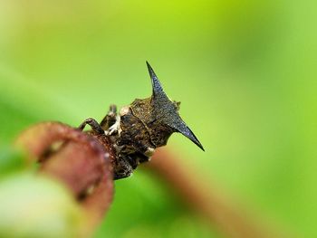 Close-up of insect on leaf