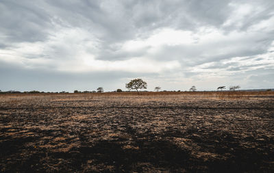 Scenic view of field against sky