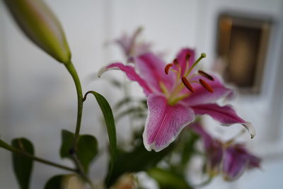 Close-up of pink flowering plant
