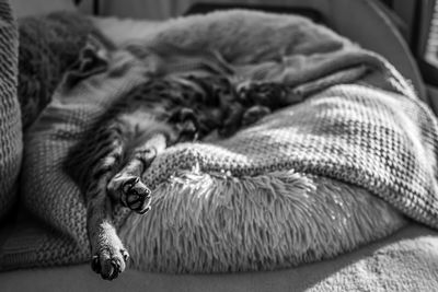 Close-up of dog sleeping at home