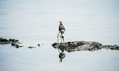 High angle view of birds in lake