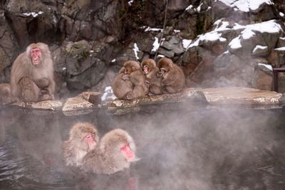 Birds on snow