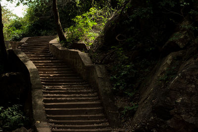 Steps amidst trees