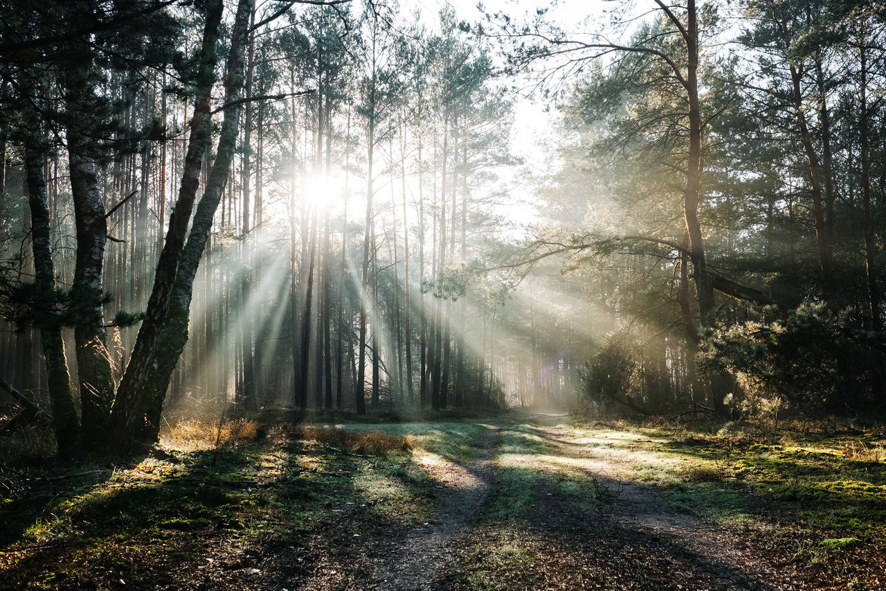 tree, forest, plant, land, sunbeam, sunlight, tranquility, nature, beauty in nature, woodland, day, scenics - nature, growth, tranquil scene, streaming, no people, tree trunk, trunk, non-urban scene, outdoors, sun, lens flare