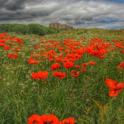 Close-up of red poppy flower in field