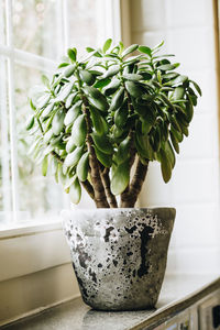 Close-up of potted plant on window sill