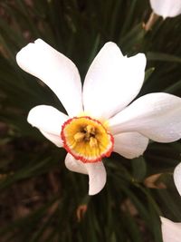 Close-up of white flowers blooming outdoors