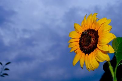 Low angle view of sunflower against sky