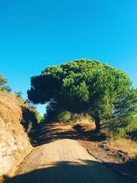 Trees against clear blue sky