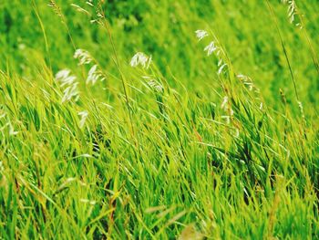 Close-up of wheat field