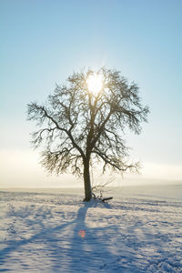 Sunrise behind a tree on a cold snowy winter day in the spessart, bavaria, germany