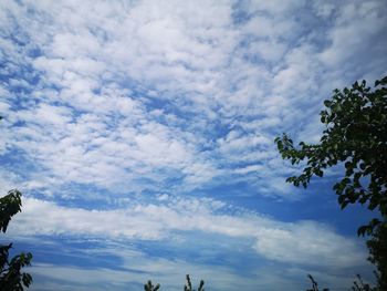 Low angle view of trees against blue sky