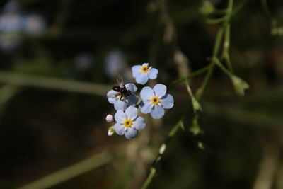 Close-up of insect on white flowering plant