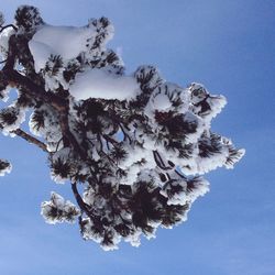 Low angle view of flower tree against blue sky