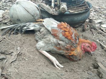 High angle view of bird