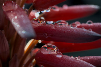 Red aloe vera flower after rain, raindrops, macro photography