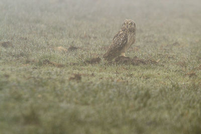 Close-up of a bird on field