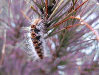 Close-up of caterpillar on plant