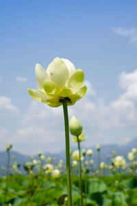 Close-up of flowers against sky