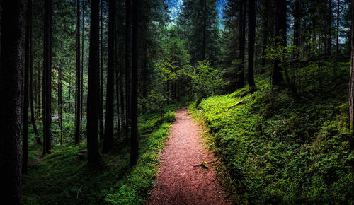 Road amidst trees in forest