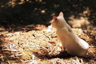 White cat lying on field