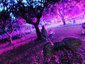 View of birds in park at night