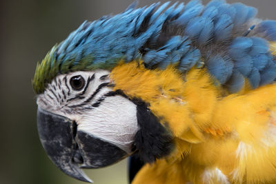 Close-up of a parrot