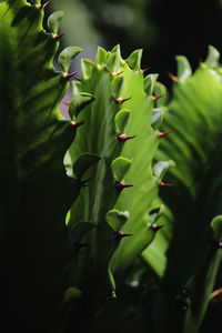 Close-up of fresh green plant
