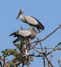 Low angle view of birds perching on tree against sky