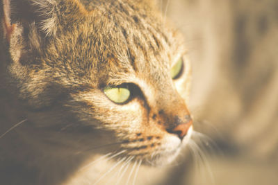 Close-up of cat