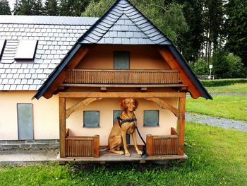 Vizsla relaxing in kennel