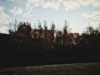 Wet trees against sky during sunset