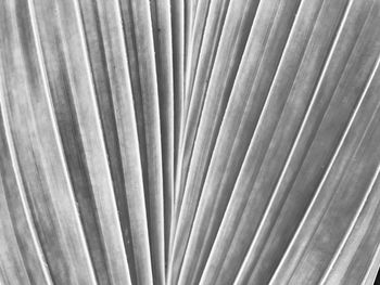 Full frame shot of palm leaf