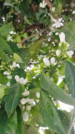 Close-up of fresh green plant with tree