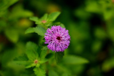 Close-up of purple flower blooming outdoors