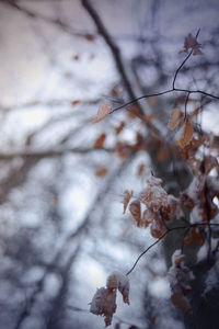Low angle view of flower tree in winter