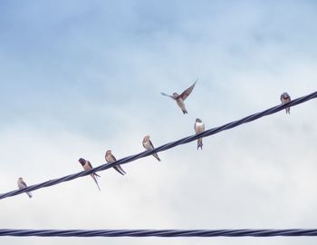 Low angle view of seagulls flying against sky