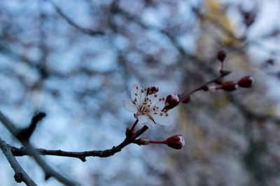 Close-up of cherry blossoms in spring