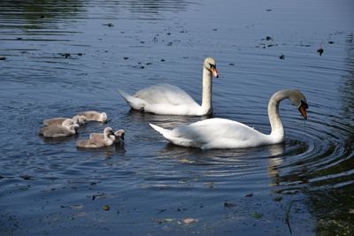 Swans swimming in lake