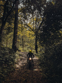 Rear view of man standing by trees in forest