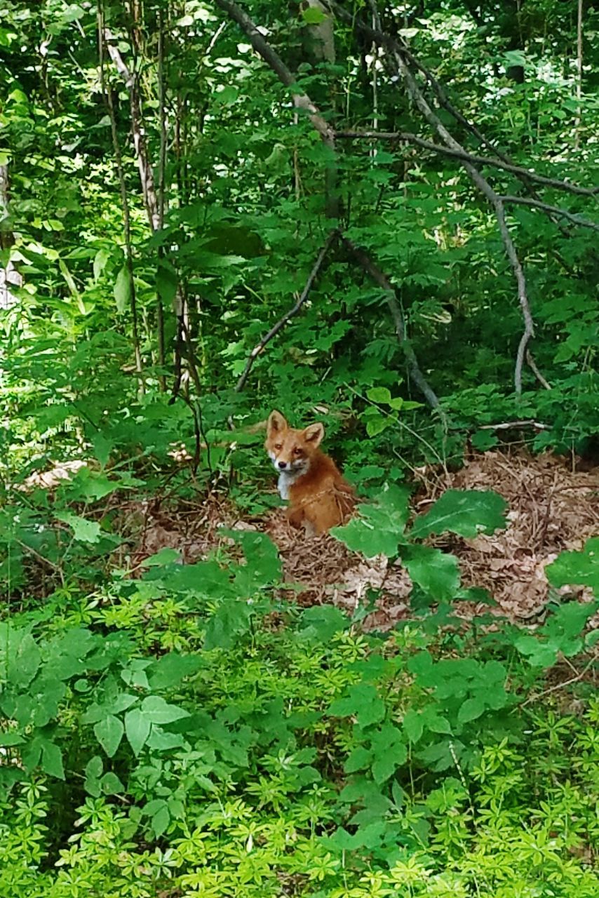 one animal, mammal, animal themes, animals in the wild, green color, tree, day, plant, nature, animal wildlife, forest, outdoors, leaf, looking at camera, growth, alertness, portrait, no people, feline, full length